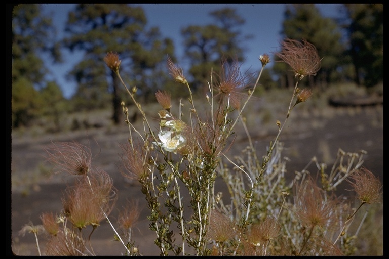 Image of Apache plume