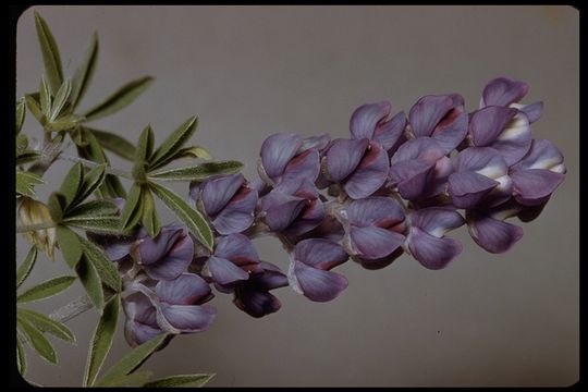Image of Hill's lupine
