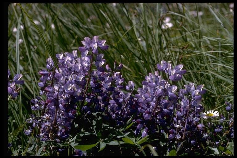 Image of subalpine lupine