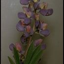 Слика од Lupinus arcticus subsp. subalpinus (Piper & Robinson) D. B. Dunn