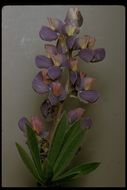 صورة Lupinus arcticus subsp. subalpinus (Piper & Robinson) D. B. Dunn