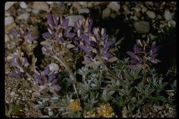 Image of Lupinus sellulus var. lobbii (S. Watson) B. J. Cox