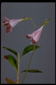 Image of Twinflower