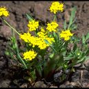 Imagem de Lomatium ambiguum (Nutt.) Coult. & Rose