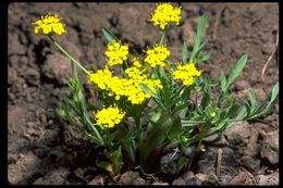 Image of Wyeth biscuitroot