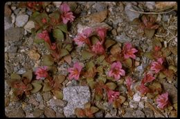 Plancia ëd <i>Mimulus nanus</i>