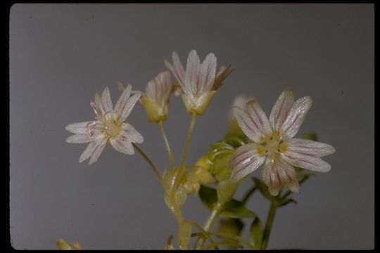 Image of Siberian springbeauty