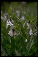 Image of tall fringed bluebells