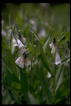 Mertensia ciliata (James ex Torr.) G. Don resmi