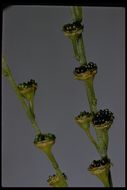 Image of fivestamen miterwort