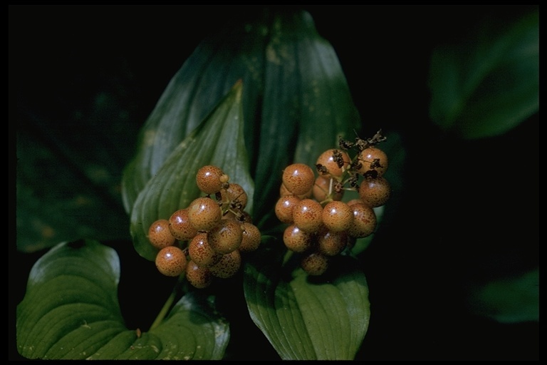 Imagem de Maianthemum dilatatum (Alph. Wood) A. Nelson & J. F. Macbr.