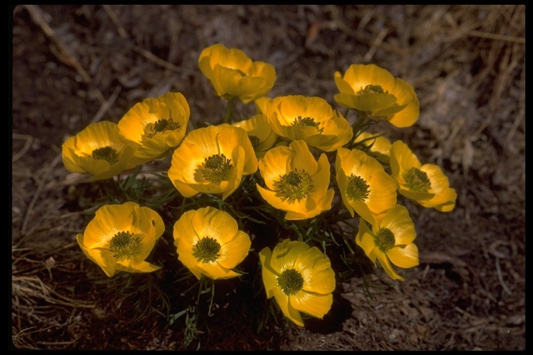 Imagem de Ranunculus adoneus A. Gray