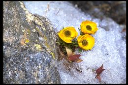 Imagem de Ranunculus adoneus A. Gray