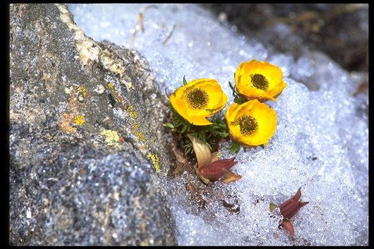 Imagem de Ranunculus adoneus A. Gray