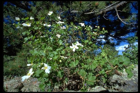 Plancia ëd Rubus medius Kuntze