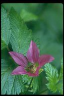 Image de Rubus spectabilis Pursh