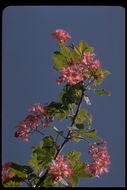 Imagem de Ribes sanguineum Pursh