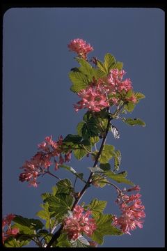 Imagem de Ribes sanguineum Pursh