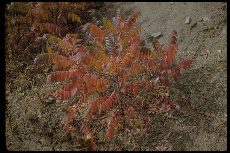 Image of rocky mountain sumac