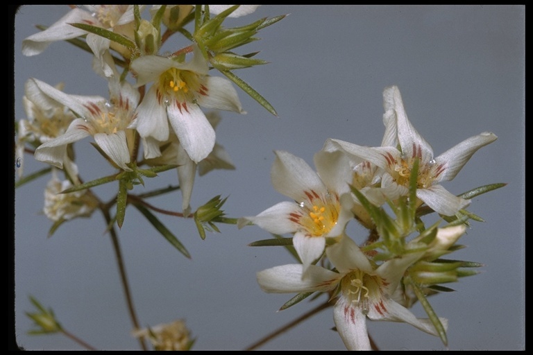 Image de Linanthus demissus (A. Gray) Greene