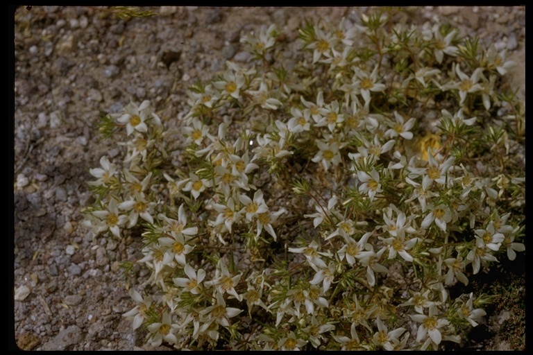 Image de Linanthus demissus (A. Gray) Greene