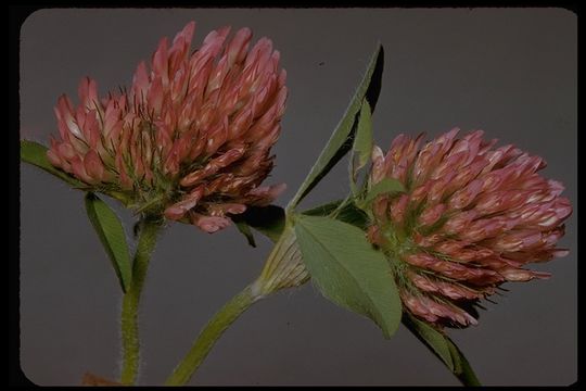 Image of Red Clover