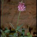 Imagem de Trifolium kingii subsp. macilentum (Greene) J. M. Gillett