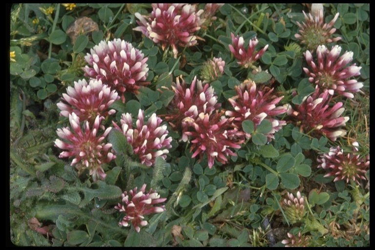 Imagem de Trifolium wormskioldii Lehm.