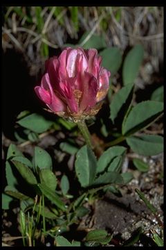 Слика од Trifolium parryi A. Gray