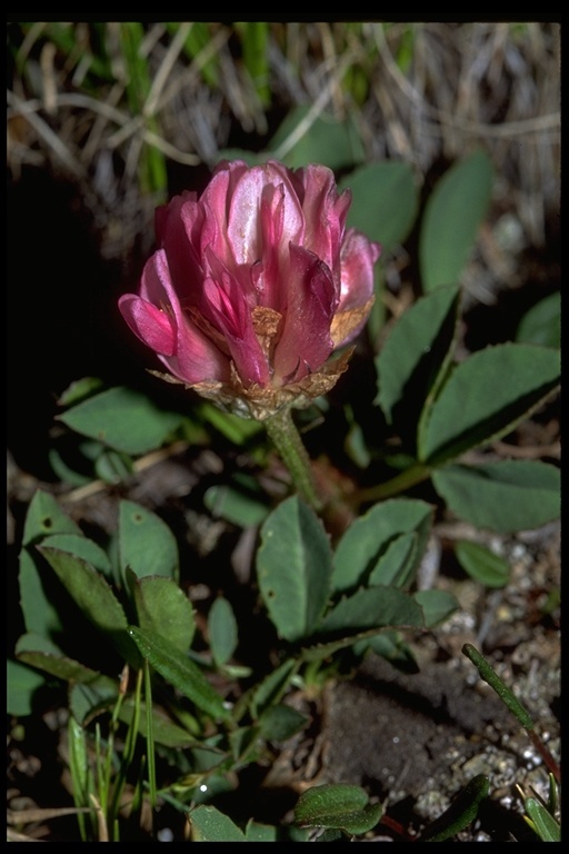 Imagem de Trifolium parryi A. Gray