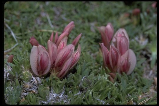 Image of dwarf clover