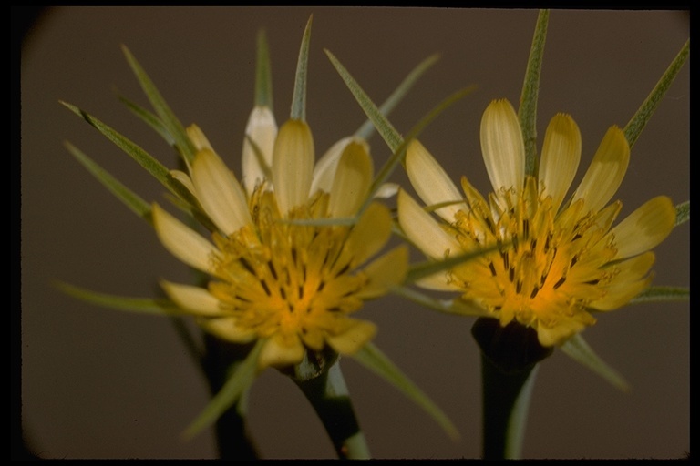 Слика од Tragopogon dubius Scop.