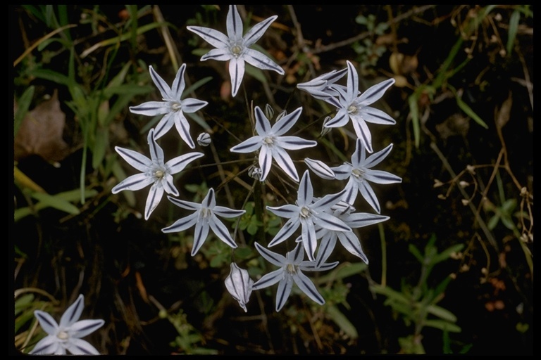 Image of Henderson's triteleia