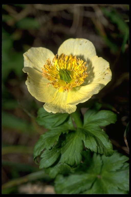 Image of American globeflower