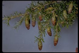 Image of western hemlock