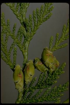 Image of Canoe Cedar