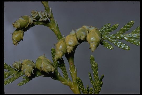 Image of Canoe Cedar