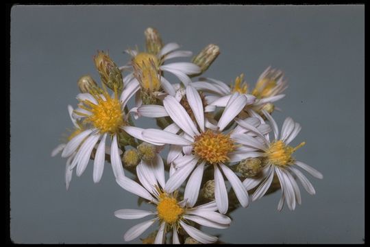 Image of western aster