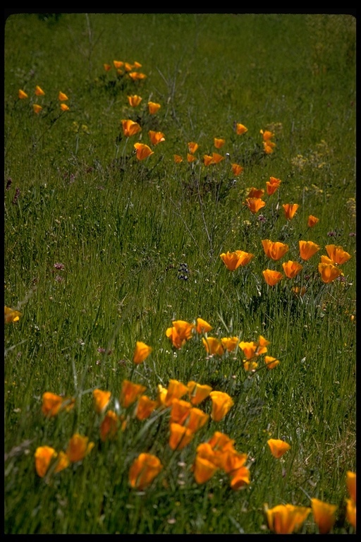 Image of California poppy