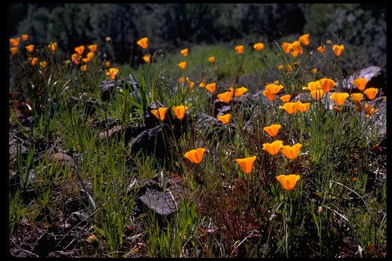 Image of California poppy