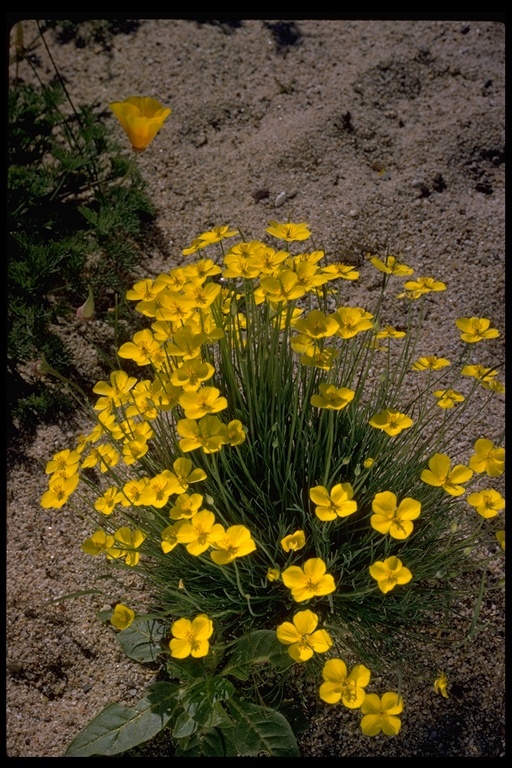 Imagem de Eschscholzia lobbii Greene