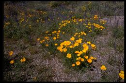 Image de Eschscholzia californica subsp. mexicana (Greene) C. Clark