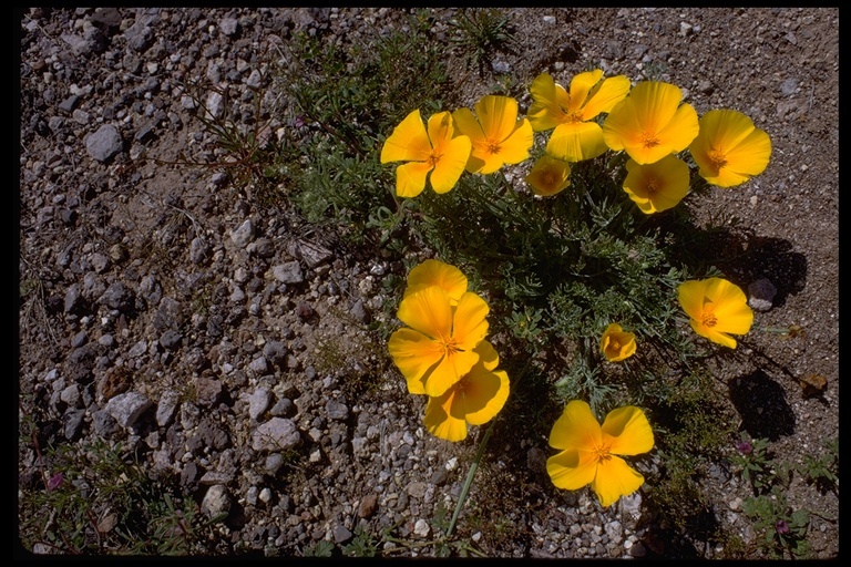 Image de Eschscholzia californica subsp. mexicana (Greene) C. Clark