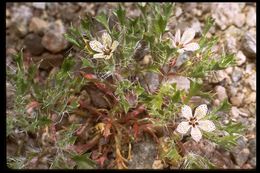 Image of Great Basin langloisia