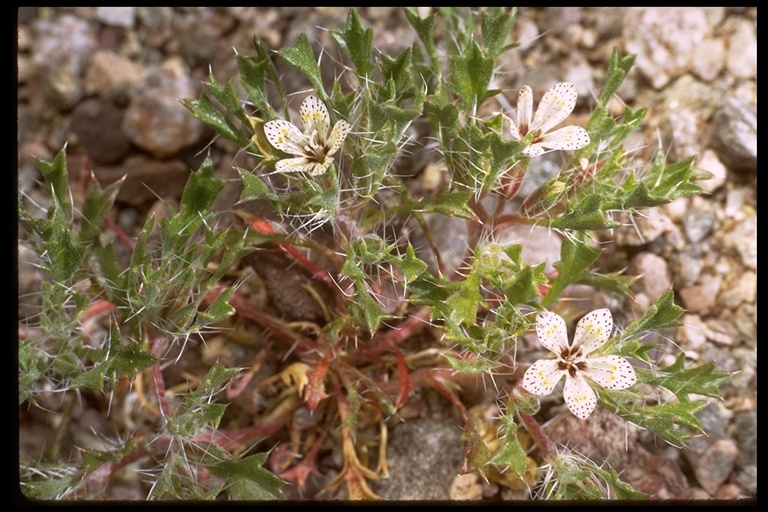 Image of Great Basin langloisia