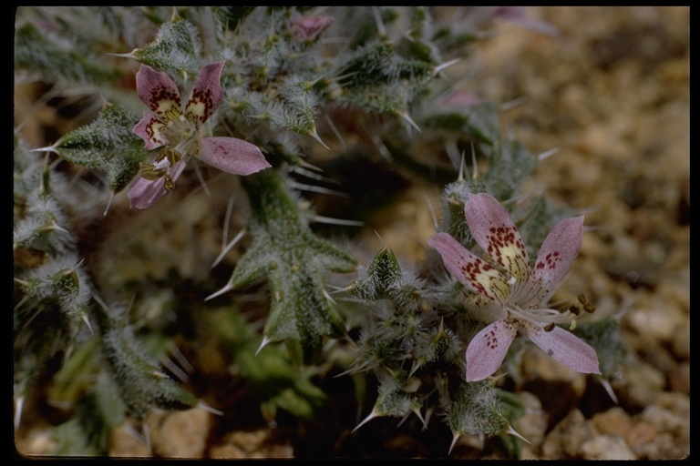 Image of <i>Langloisia matthewsii</i>