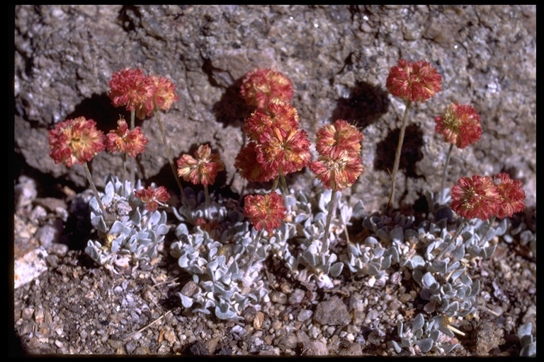 Imagem de Eriogonum ovalifolium var. nivale (Canby ex Coville) M. E. Jones