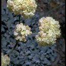 Image of Blue Mountain buckwheat