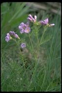 Слика од Polemonium pulcherrimum Hook.