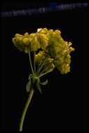 Image of sulphur-flower buckwheat